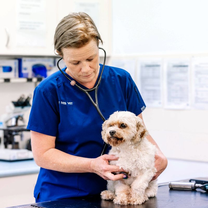 St Ives Vet with dog