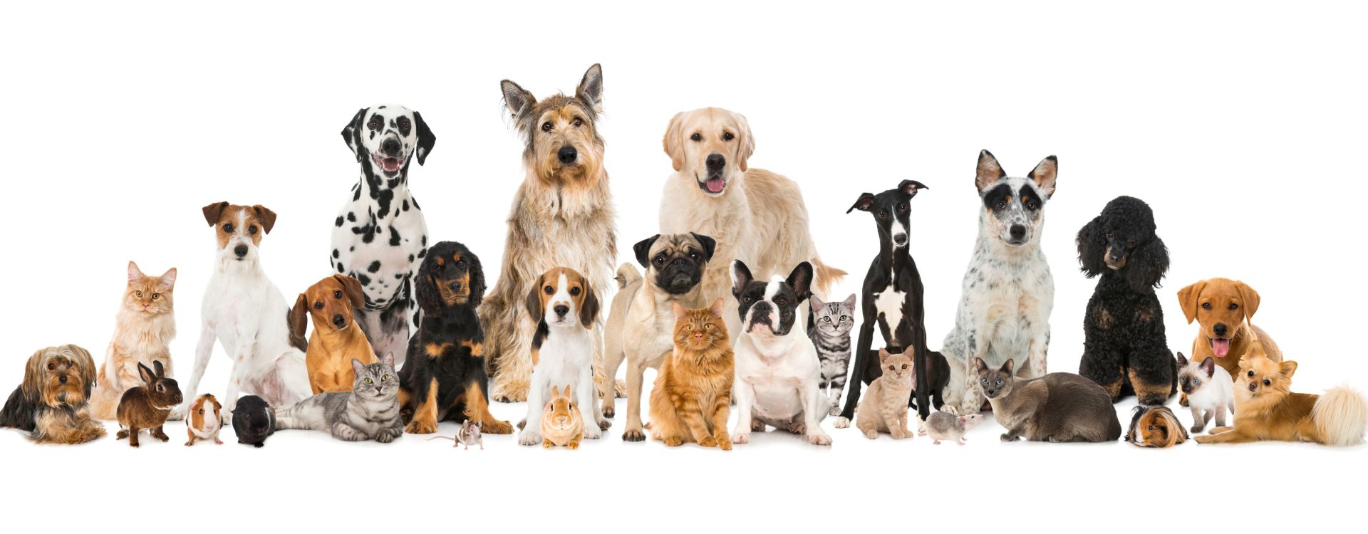 St Ives Vet Animals