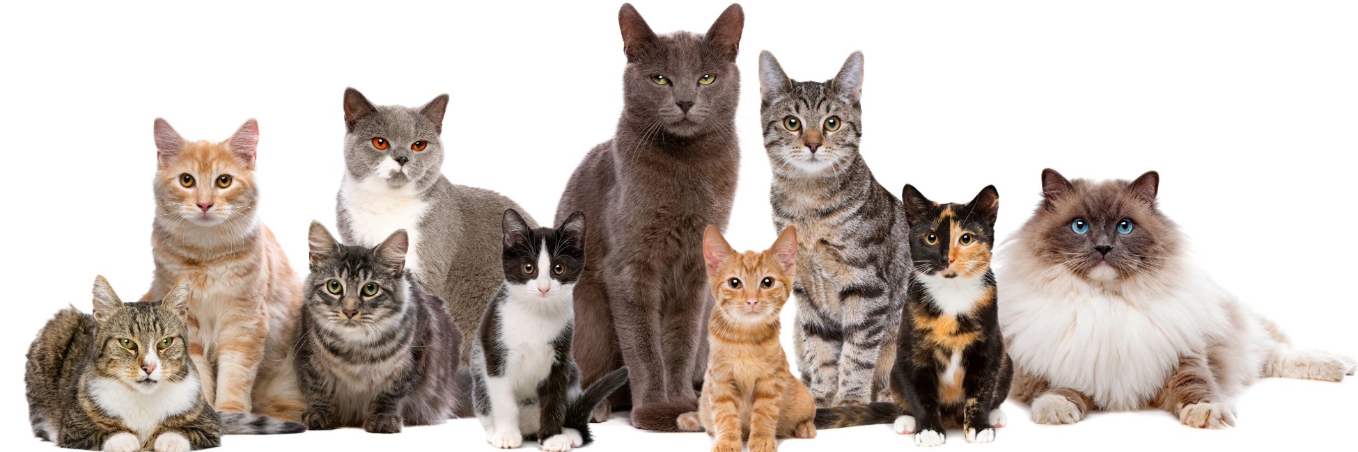 St Ives Vet Cat desexing and surgery
